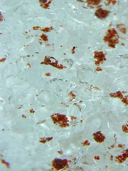 Os pesquisadores descobriram um novo gênero de algas chamado 'Sanguina', que é responsável pela neve vermelha nos Alpes franceses acima de 2.400 metros (Foto: AL PALGA via BBC)