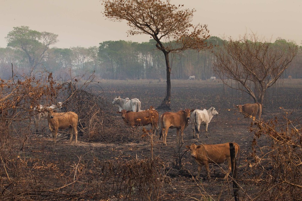 Fotgrafo Araqum Alcntara registra fuga de animais e a destruio das queimadas no Pantanal.  Foto: Araqum Alcntara/Divulgao