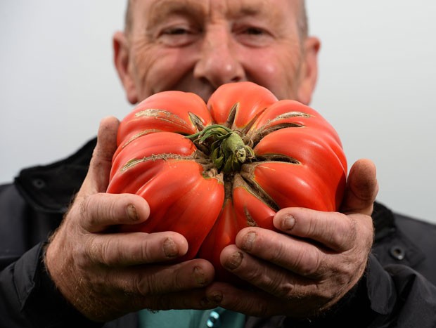 Joe Atherton, de Mansfield, ganhou o primeiro lugar com seu tomate gigante, que pesava 2,06 quilos (Foto: Nigel Roddis/Reuters)