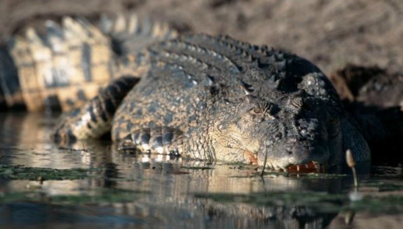 crocodilo_australia_planeta_bicho (Foto: Reprodução/NY Daily News)
