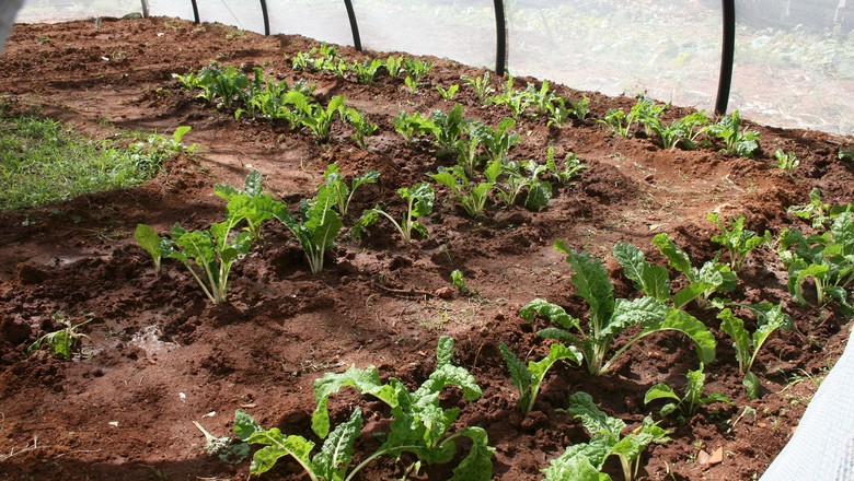 horta-hortifruti-orgânico (Foto: CDC Global/CCommons)