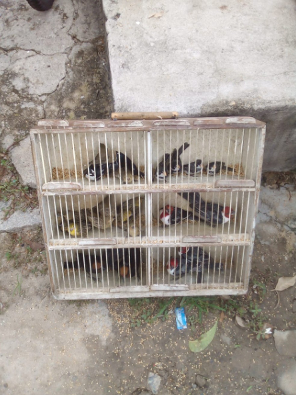 Todos os animais devem ser soltos na área de mata na capital. — Foto: Marcio Sousa/Sociedade Protetora Ambiental