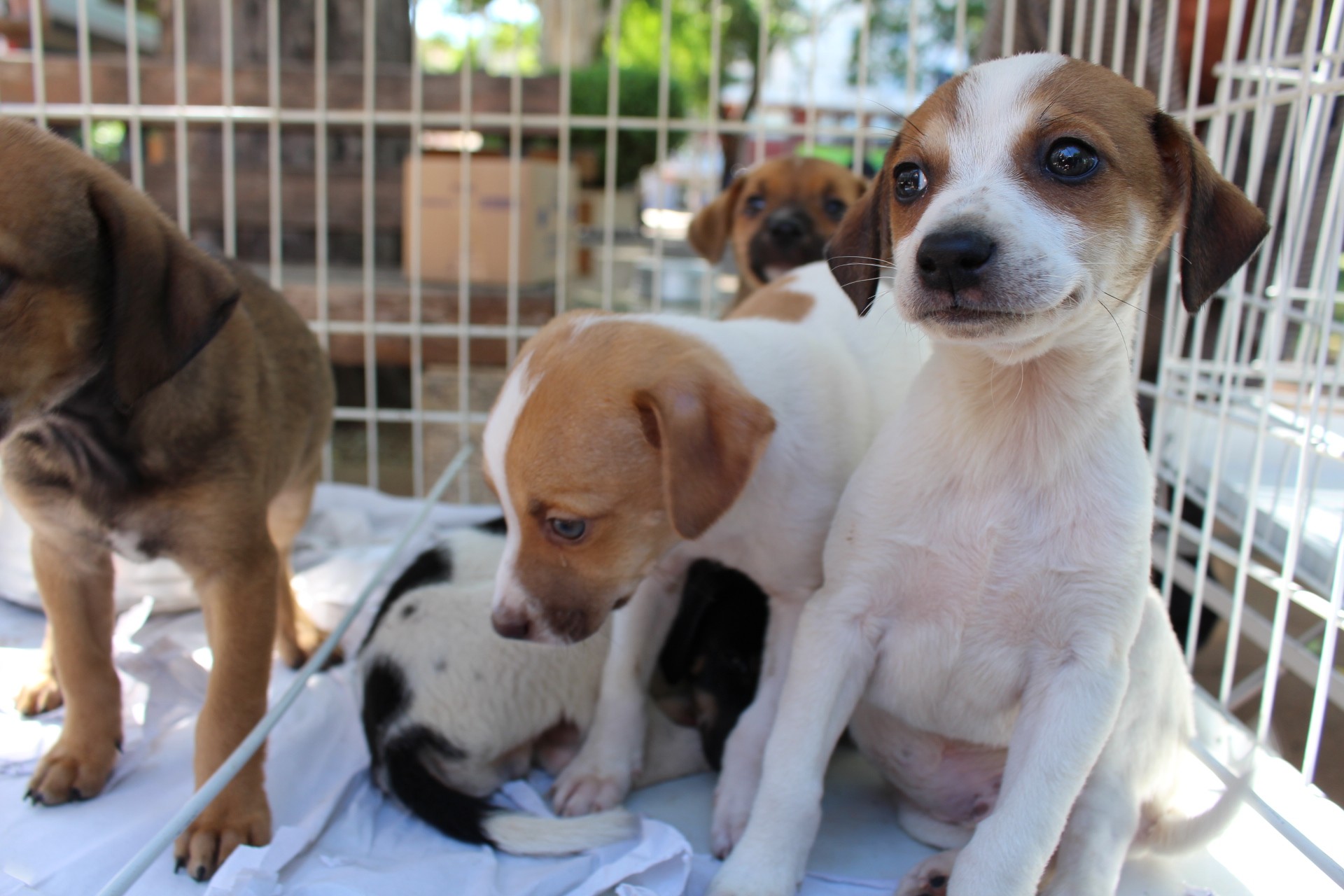 Feira de adoção de animais é realizada neste domingo no Museu de Presidente Prudente