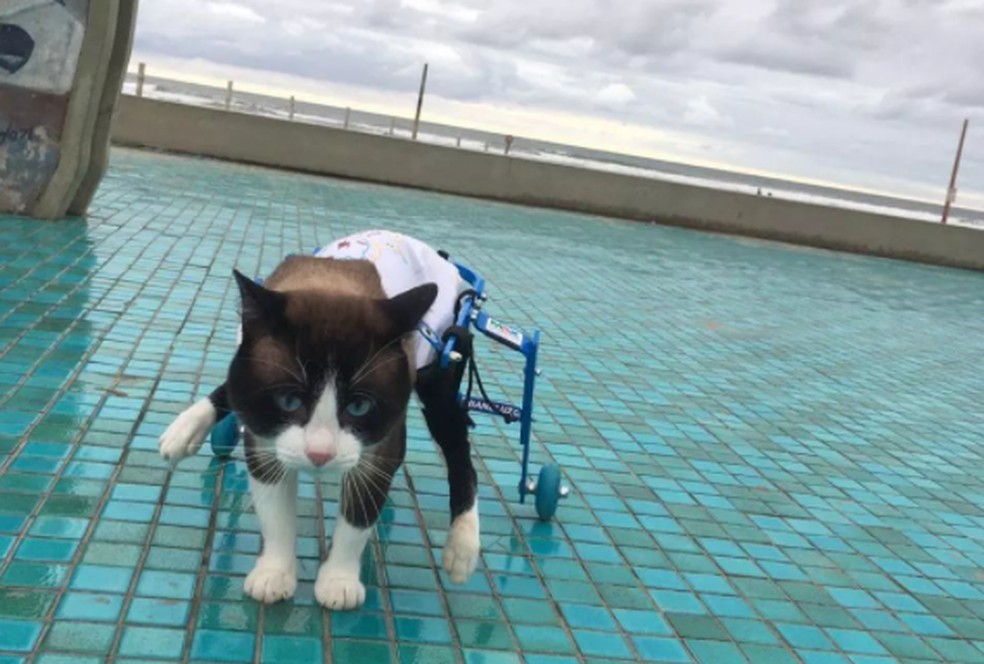 Gato paraplégico usa um andador para não deixar de passear em Praia Grande, SP — Foto: Reprodução