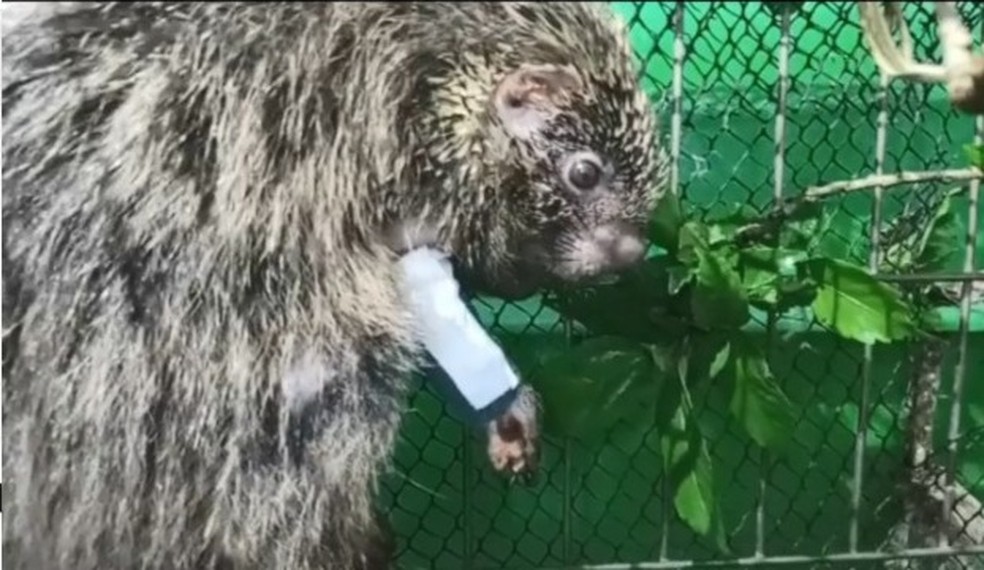 Ouriço tem a pata queimada em incêndio em Parque Estadual do ES — Foto: Divulgação/ IEMA