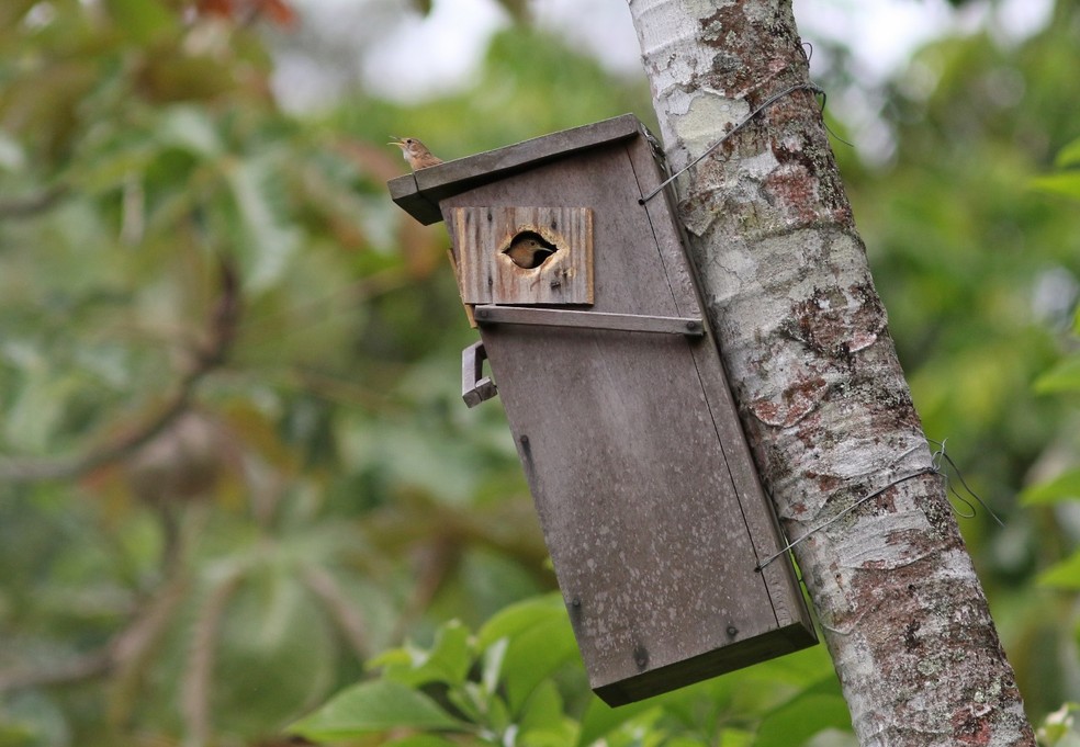Especialistas adaptaram caixas para abrigar outras espécies, como a corruíra — Foto: Divulgação Projeto Periquito Cara-suja
