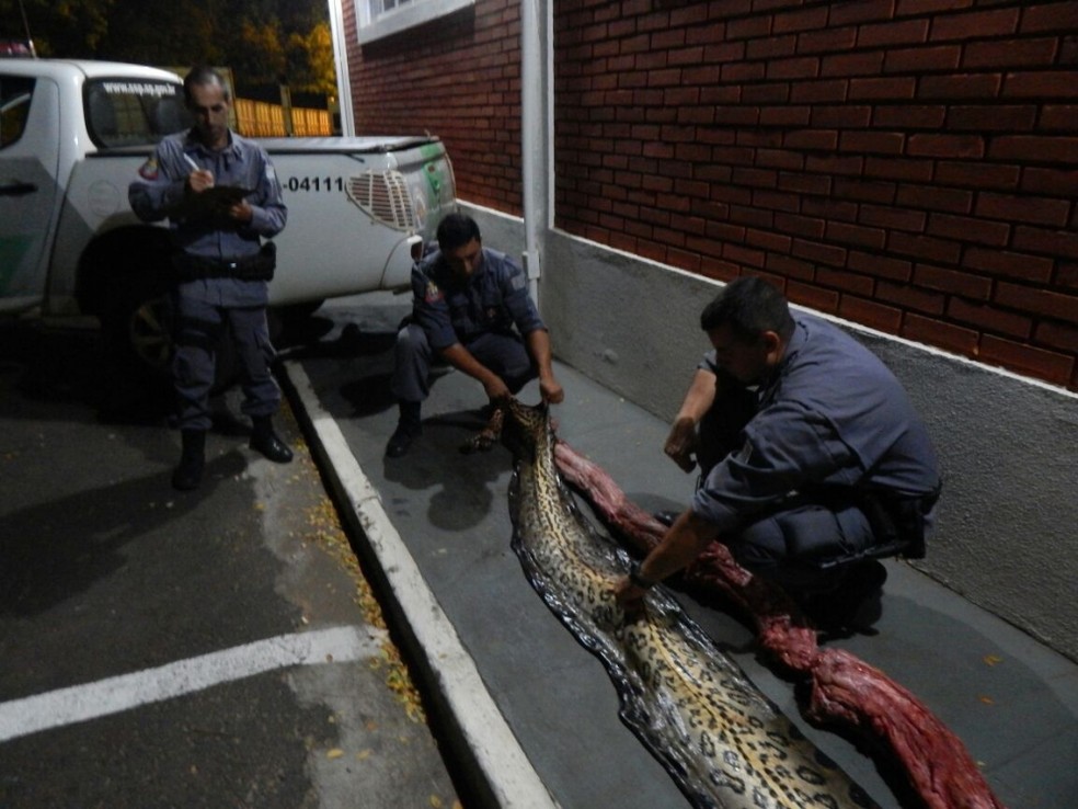 Cobra de 7 metros estava pronta para o consumo em Icém (Foto: Polícia Militar Ambiental/Divulgação)