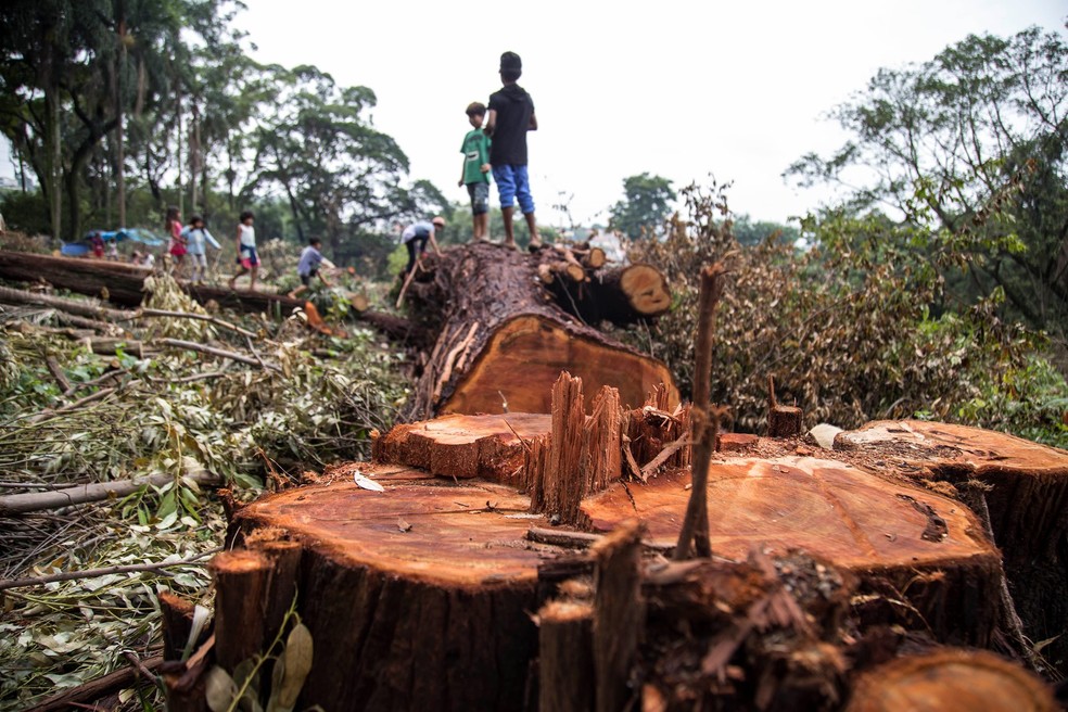 Árvores derrubadas em terreno da construtora Tenda; área é de mata nativa sob proteção ambiental — Foto: Pedro Biava/Divulgação
