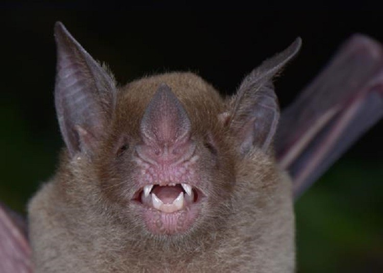 Phylloderma stenops, um morcego que não era visto em Honduras há mais de 70 anos (Foto: TROND LARSEN)