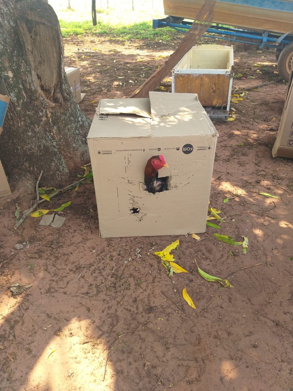 Polícia Ambiental flagra rinha de galos em Mirante do Paranapanema — Foto: Polícia Militar Ambiental 
