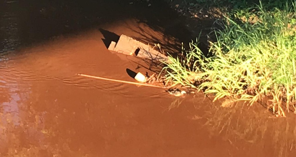 Pato nada em meio à lama no Rio Paraopeba na manhã desta segunda — Foto: G1 