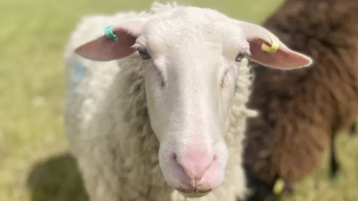 Bryn e sua mulher, Rebecca, mantêm ovelhas holandesas por causa de sua maior produção de leite (Foto: Bryn Perry via BBC)