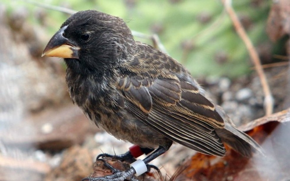 Representante da nova espécie, gerada pelo cruzamento de duas espécies distintas da ave (Foto: P.R.Grant)