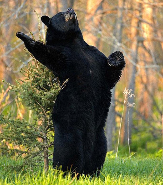 Ursos que imitam humanos  (Foto: reprodução)