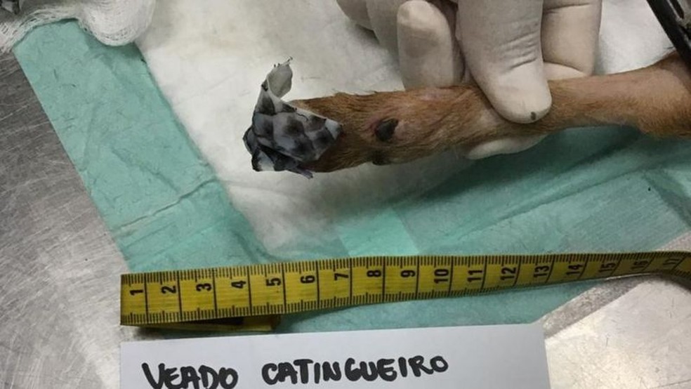 Veado-catingueiro teve ferimentos por queimadura nas quatro patas, onde recebeu as peles de tilápia — Foto: Felipe Rocha/Divulgação