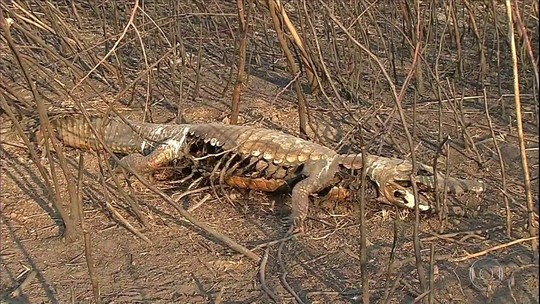 Incêndios no Centro-Oeste causam prejuízos milionários para produtores rurais