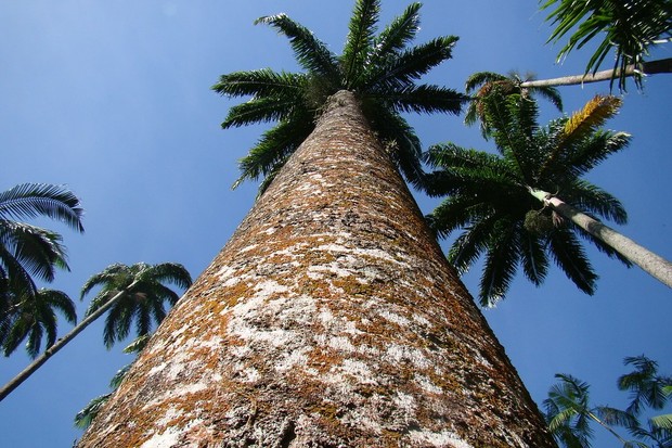 Palmeira-imperial: tudo o que você precisa saber sobre a espécie  (Foto: Divulgação)