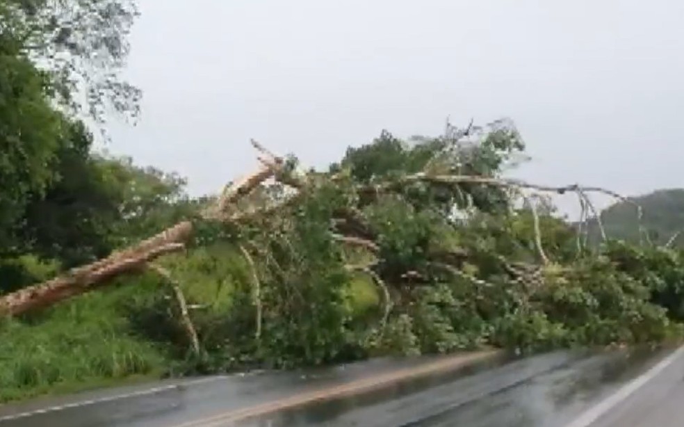 Árvore cai na pista e provoca interdição de trecho da BR-415, em Ilhéus — Foto: Reprodução/TV Santa Cruz