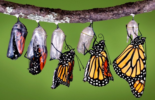 borboleta; mudança; falência; recuperação (Foto: ThinkStock)
