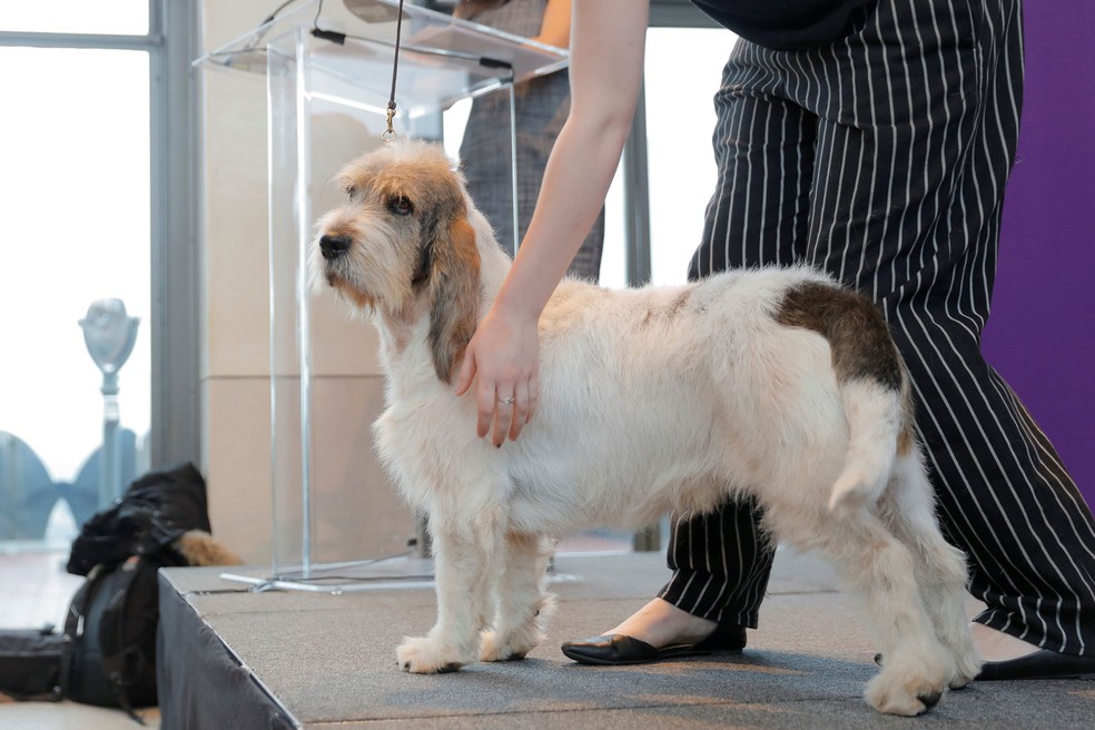 Grand Bassett Griffon Vendeens é apresentado — Foto: Lucas Jackson/Reuters