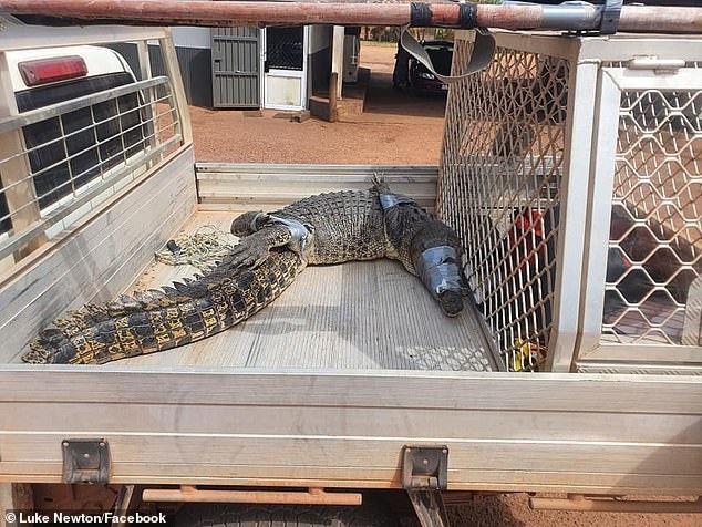 Crocodilo de 3 metros invadiu quintais no norte da Austrália (Foto: Reprodução/Daily Mail)