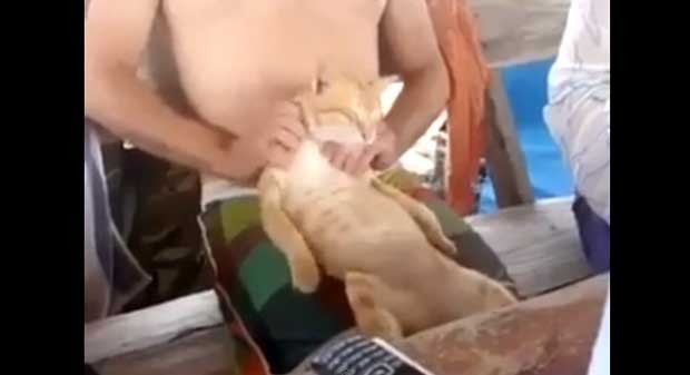 Gato fica relaxado ao receber massagem nas costas (Foto: Reprodução/YouTube/dbestutubevids)