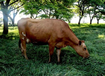 jersolando-vaca (Foto: Divulgação/Embrapa)