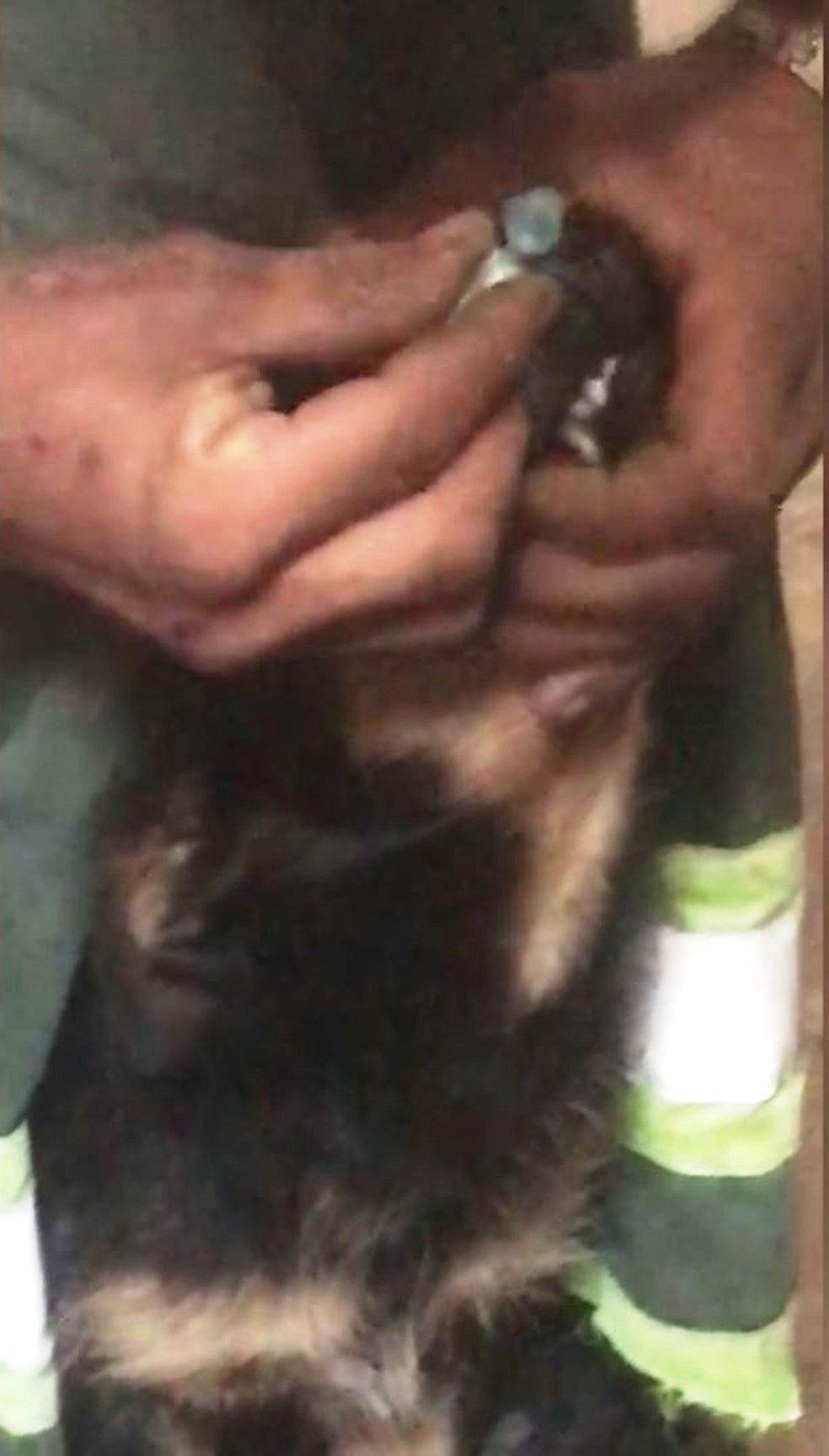 Animal foi drogado pelo suspeito. Caso é investigado pela Polícia Civil em Cubatão, SP — Foto: Reprodução