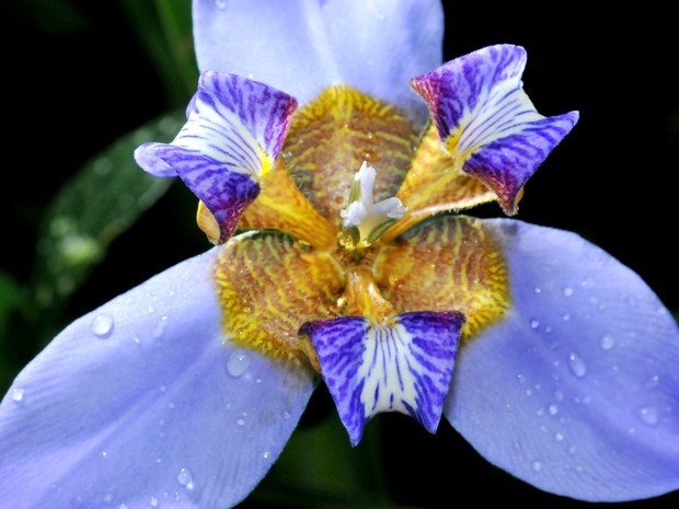 G1 - Falso-lírio é planta ornamental e exibe as folhas dispostas em leque -  notícias em Terra da Gente