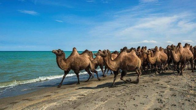 Aqueles chamados apenas camelos têm duas corcovas, enquanto o dromedário possui uma (Foto: Getty Images via bbc)