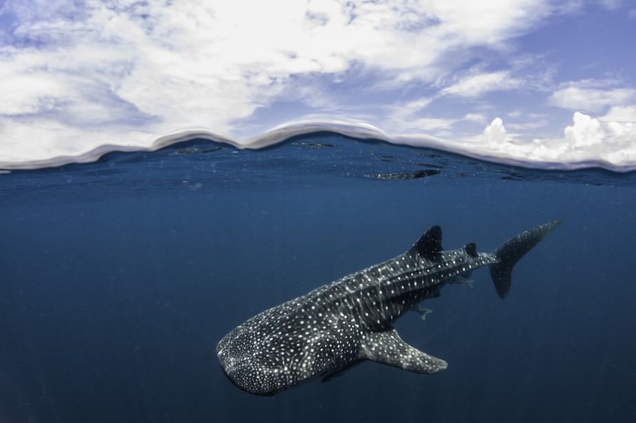 Tubarão-baleia nadando perto da superfície