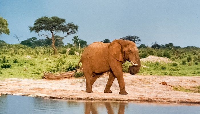 Elefante no Parque Nacional Hwange, no Zimbábue (Foto: Wikimedia Commons)
