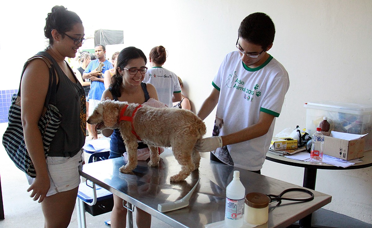 Servidores em greve da UFRA oferecem atendimento gratuito a animais de ...
