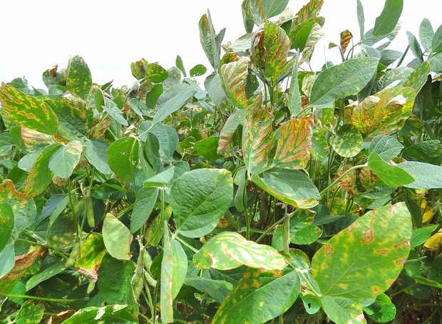 Diversas infestações podem levar ao amarelamento das folhas da soja, incluindo, a cochonilha-da-raiz (Foto: Mais Soja / Reprodução)