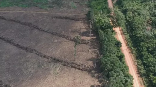 Desmatamento na Amazônia Legal é o maior em 15 anos