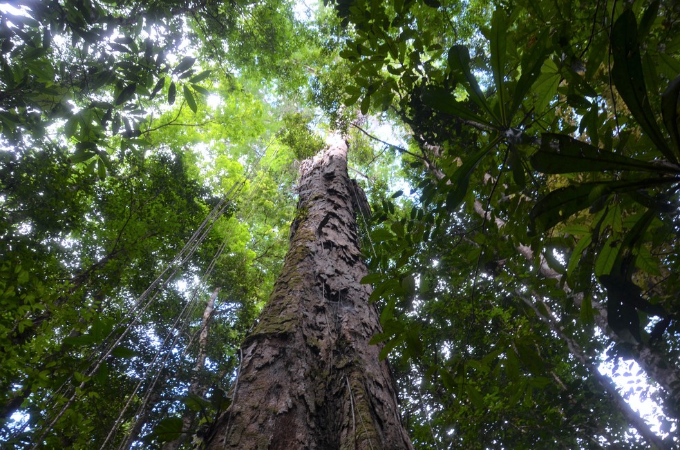 Quarta expedição encontrou novo exemplar de árvore gigante em Mazagão — Foto: Rafael Aleixo/Governo do Amapá