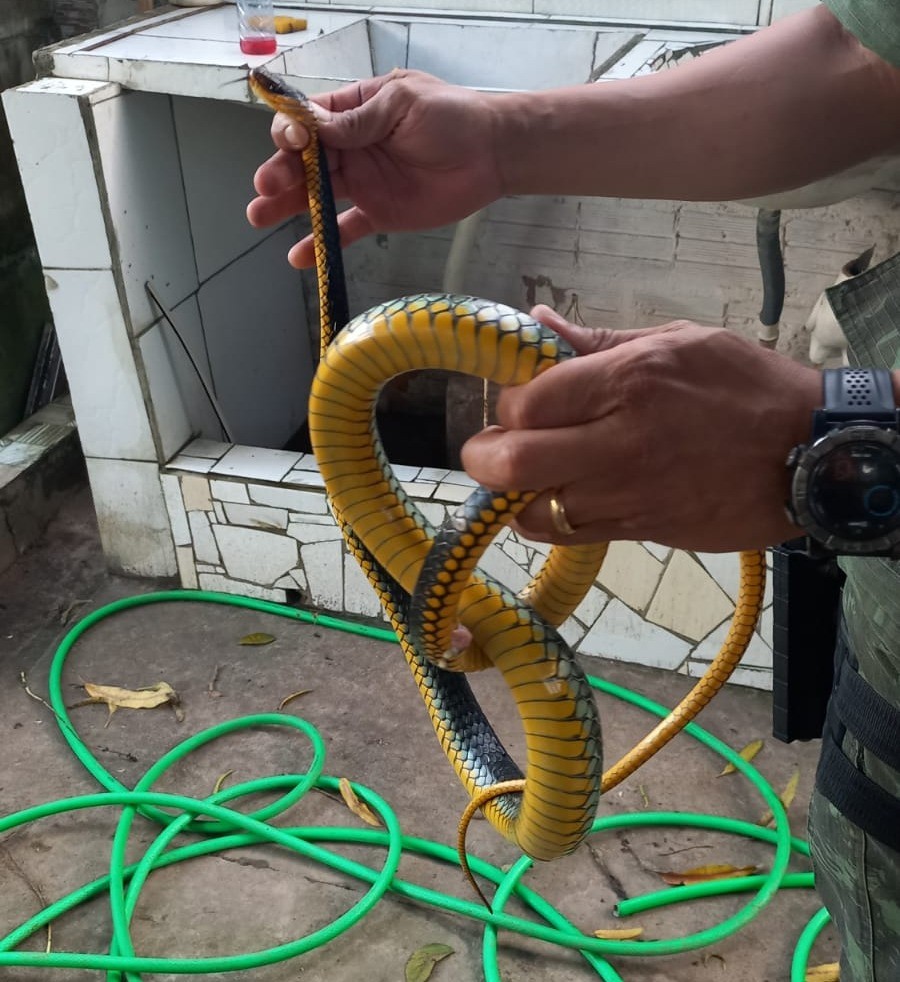 Polícia Ambiental captura cinco cobras em residências de Teresina; mais de 230 resgates desde janeiro