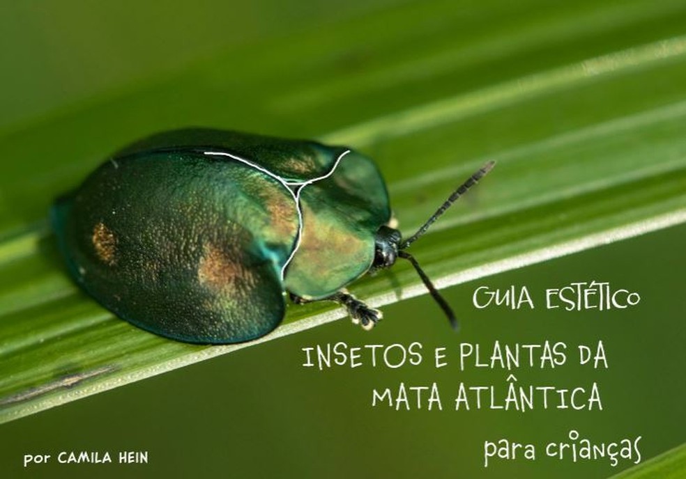 Em formato digital, o guia conta com 10 fotos de plantas e 12 de insetos comuns da Mata Atlântica — Foto: Pequeno Guia Estético de Insetos e Plantas da Mata Atlântica 
