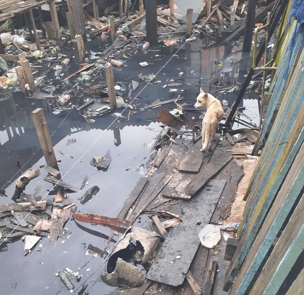 Cachorro circula em área de mangue e precisou ser resgatado algumas vezes. — Foto: Arquivo Pessoal