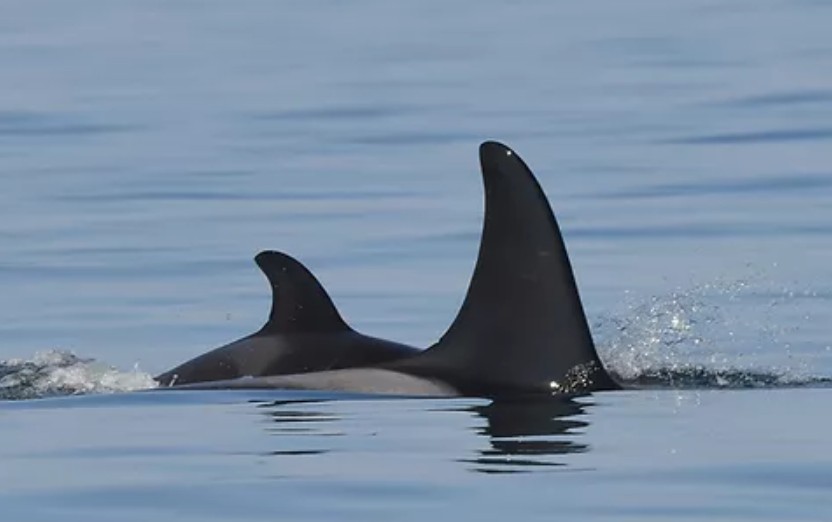 O filhote nada ao lado da mamãe (Foto: Katie Jones/Center for Whale Research)