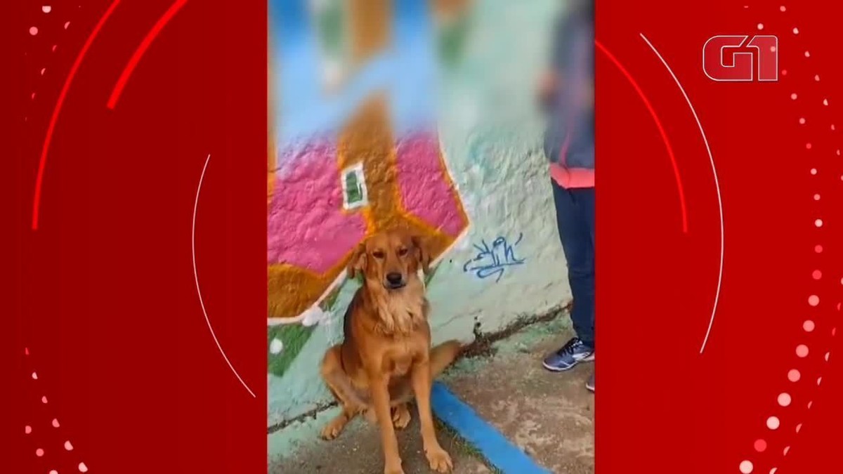 Em volta às aulas no Chile, cães ajudam a aliviar estresse