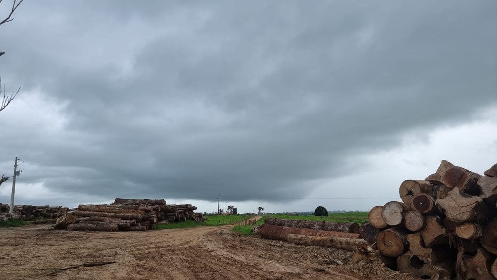 Exportação de madeira e castanha fazem Acre fechar junho com saldo de 3,84 milhões de dólares na balança comercial  — Foto: Paulo Roberto Parente/Arquivo pessoal 