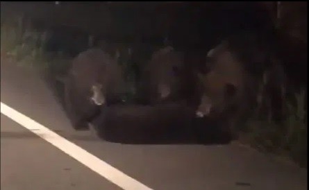 Urso invade estrada para socorrer filhote atropelado (Foto: Reprodução )