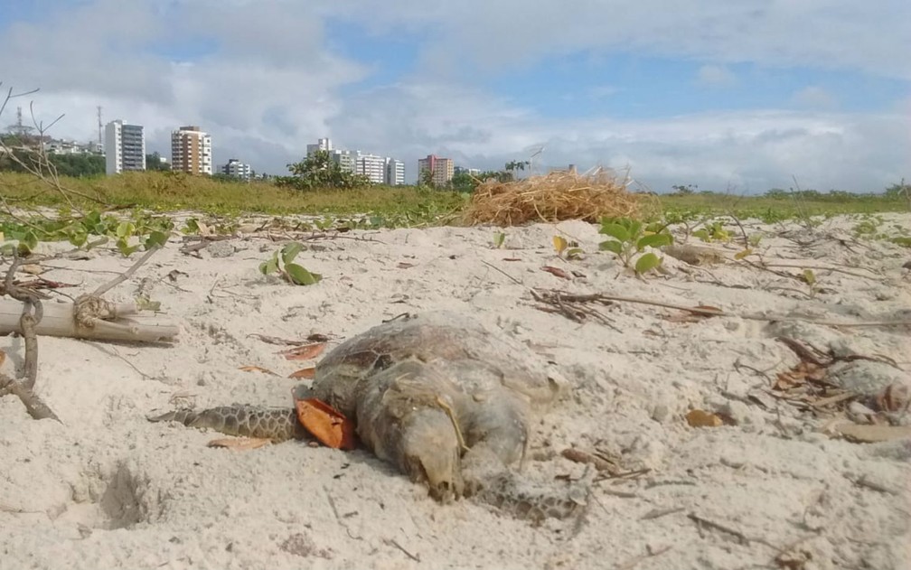 Animal é a 107ª tartaruga marinha encontrada morta na faixa litorânea entre Ilhéus e Itacaré, também sul, desde janeiro — Foto: Projeto (A)mar
