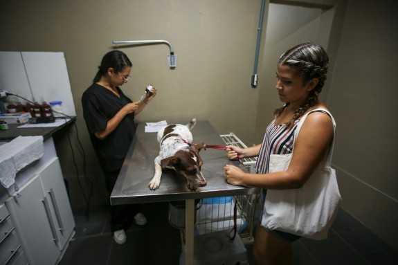 Praia Grande oferece mais de 1,2 mil vagas gratuitas de castração de cães e gatos em abril
