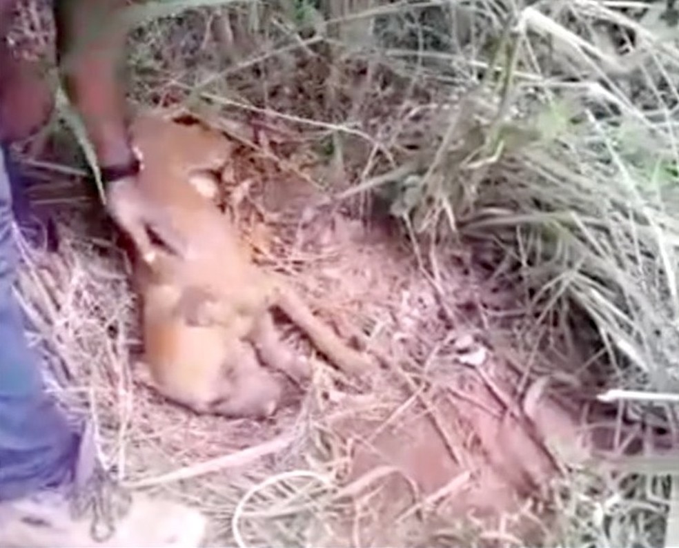 Animais foram mortos em matagal no sul de Palmas — Foto: Reprodução/TV Anhanguera