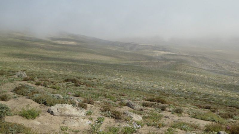 As colinas são um dos ecossistemas mais difíceis de mapear devido à presença de neblina (Foto: CORTESIA KEW GARDENS via BBC News)