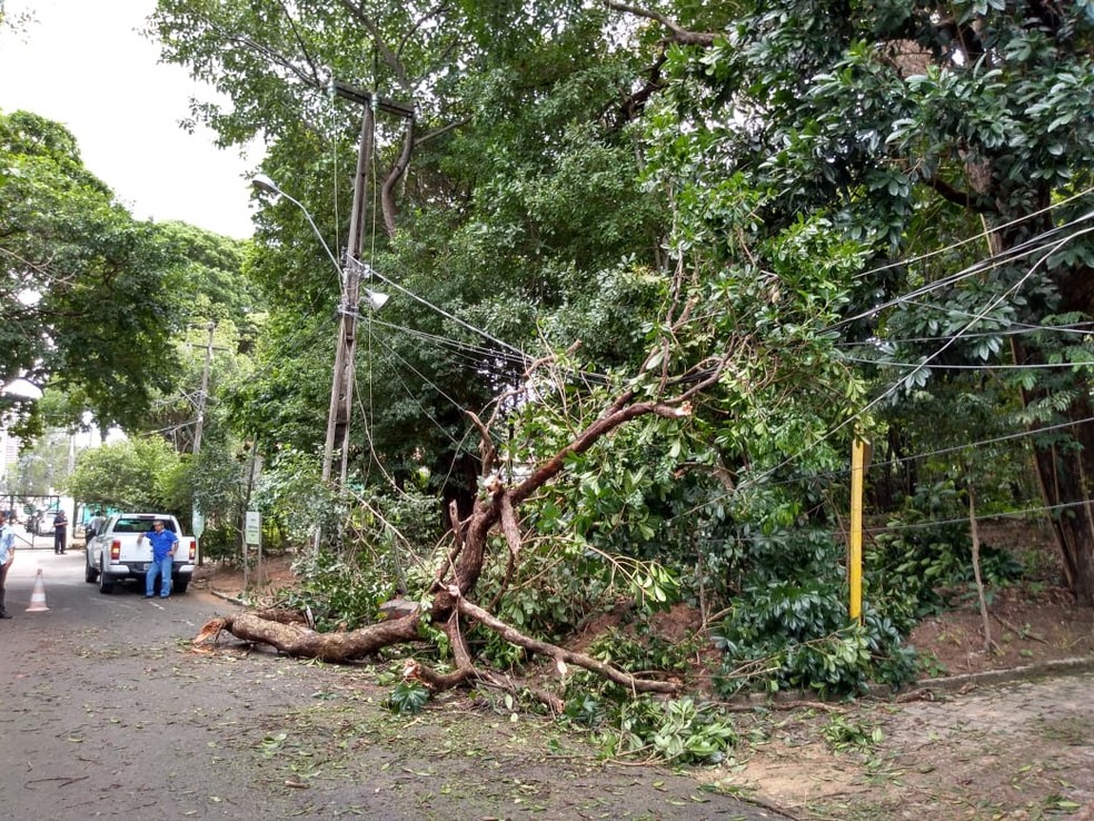 &Atilde;Ârvore caiu sobre fios e interrompeu energia el&Atilde;&copy;trica que alimenta bombas que distribuem &Atilde;&iexcl;gua na Zona Leste de Natal &acirc;Â€Â” Foto: Divulga&Atilde;&sect;&Atilde;&pound;o/Caern