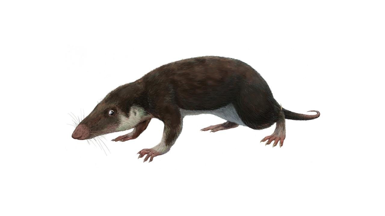 Representação do ancestral comum mais antigo de todos os mamíferos cujo genoma foi reconstruído (Foto: Creative Commons )
