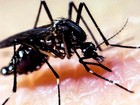 Confirmada primeira morte por
chikungunya em Pernambuco